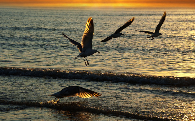 Birds ocean sunset flying shore free wallpaper for desktop - medium preview image