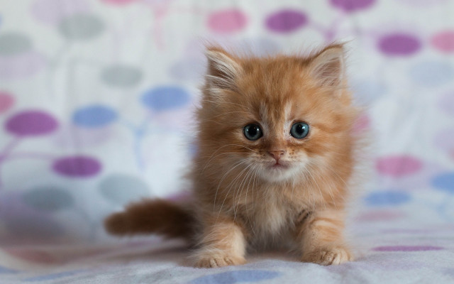 Small kitten blue eyes floral free wallpaper for desktop - medium preview image