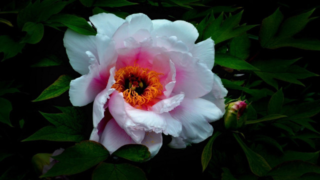 Pink white flower green leaves free wallpaper for desktop - medium preview image