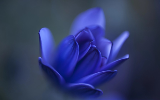 Blue flower budding macro blurry #2 free wallpaper for desktop - medium preview image