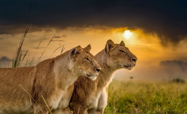Lions sunset field clouds shiba free wallpaper for desktop - medium preview image