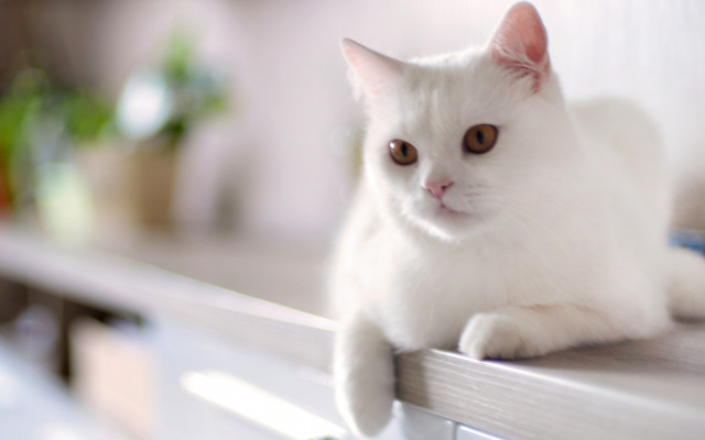 White cat shelf plant blurry #2 free wallpaper for desktop - medium preview image