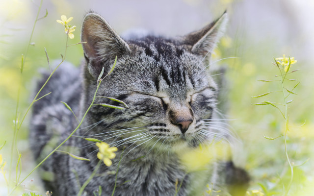 Sleeping cat flower field blurry free wallpaper for desktop - medium preview image