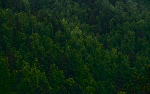 Plane forest night matte scene free wallpaper for desktop - medium preview image