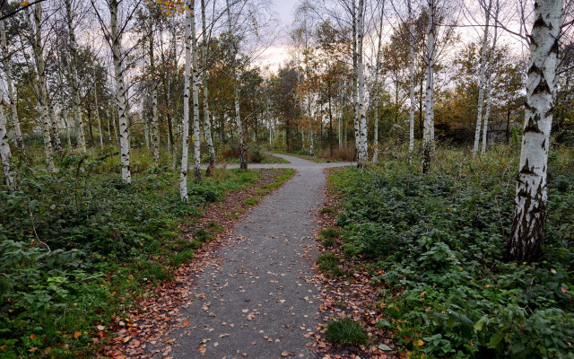 Autumn forest path trees leaves free wallpaper for desktop - medium preview image