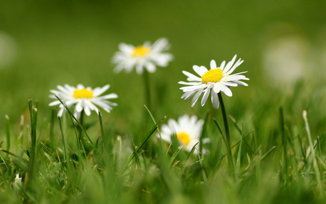 Daisy field blurry background nature free wallpaper for desktop - medium preview image