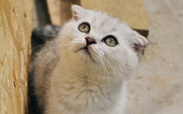 White cat surprised look beach free wallpaper for desktop - medium preview image
