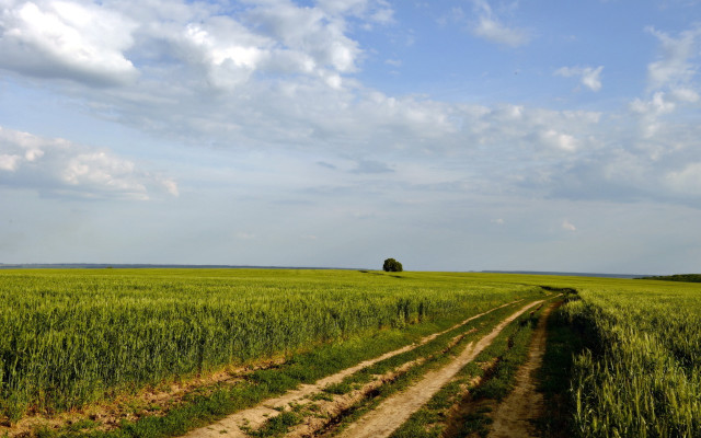 Dirt road green field lone free wallpaper for desktop - medium preview image