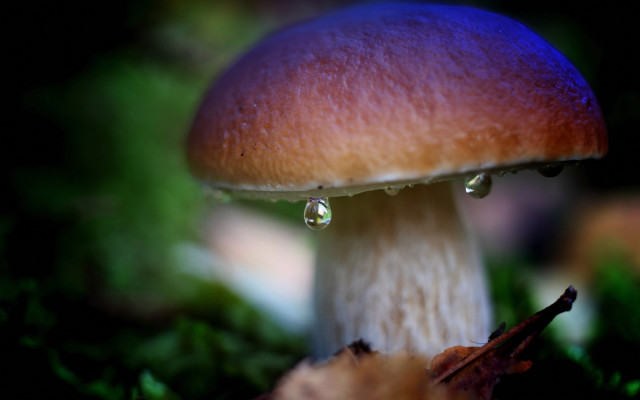 Mushroom water drops green background free wallpaper for desktop - medium preview image