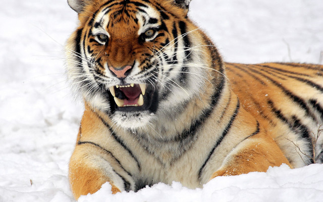 Tiger yawning in snow sharp free wallpaper for desktop - medium preview image