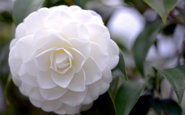 White flower green leaves tree free wallpaper for desktop - medium preview image