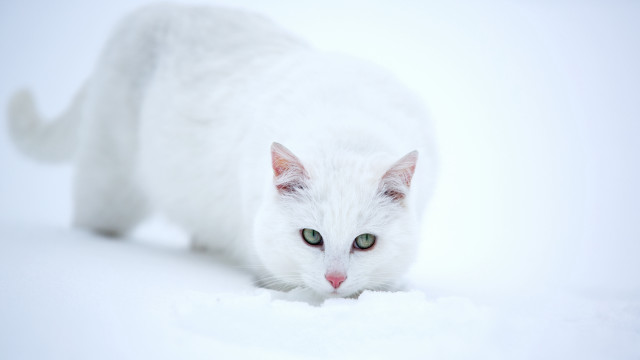 White cat green eyes snow #2 free wallpaper for desktop - medium preview image