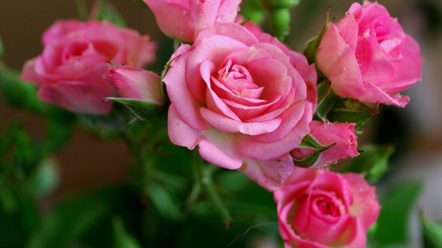 Pink roses vase water droplets free wallpaper for desktop - medium preview image