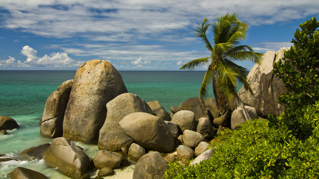 Palm tree rocky beach ocean #3 free wallpaper for desktop - medium preview image