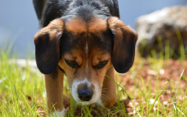 Dog grass walking blurry background free wallpaper for desktop - medium preview image