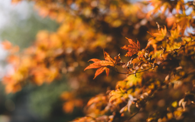 Fall orange leaves blurry background free wallpaper for desktop - medium preview image