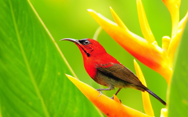 Small bird flower yellow foreground free wallpaper for desktop - medium preview image