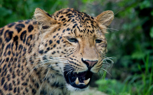 Leopard open mouth green background free wallpaper for desktop - medium preview image