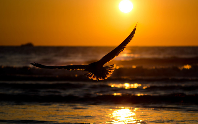 Bird ocean sunset sky moon free wallpaper for desktop - medium preview image
