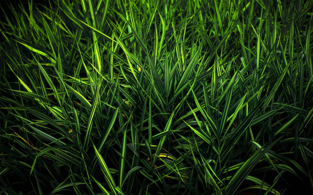 Green bird grass field black free wallpaper for desktop - medium preview image