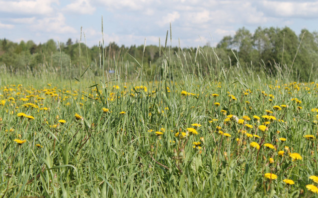 Field yellowflowers trees clouds sky free wallpaper for desktop - medium preview image