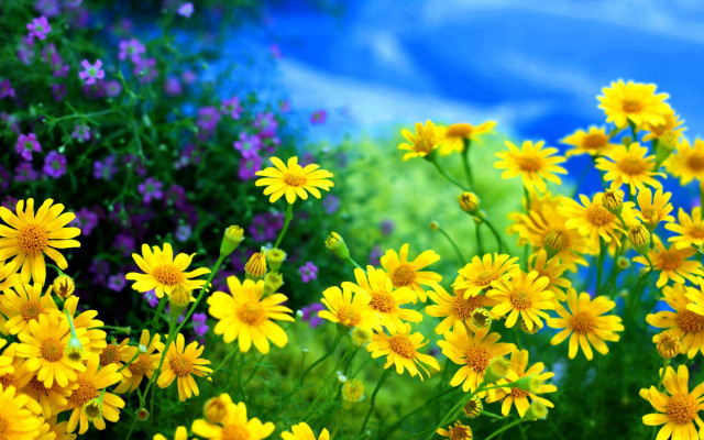 Yellow purple flower field blue free wallpaper for desktop - medium preview image