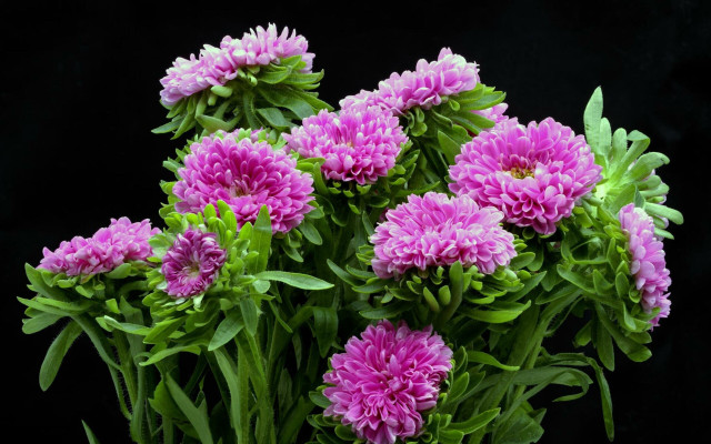 Pink hydrangea morning glory leaf free wallpaper for desktop - medium preview image