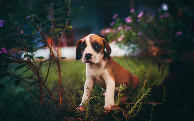 Puppy grass bush flowers house free wallpaper for desktop - medium preview image