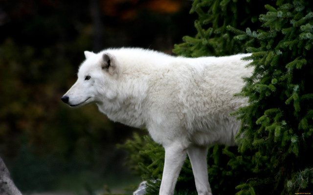 White wolf tree branch forest free wallpaper for desktop - medium preview image