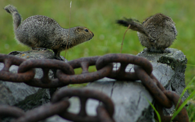 Two animals rock grass chainlink free wallpaper for desktop - medium preview image