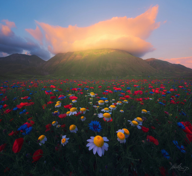 Flower field mountain sunset clouds free wallpaper for tablet - medium preview image