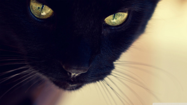 Black cat yellow eyes moonlight #2 free wallpaper for desktop - medium preview image