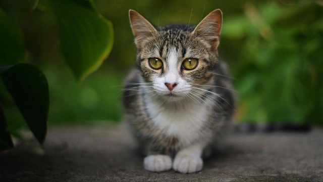 Cat green leaves bokeh macro free wallpaper for desktop - medium preview image