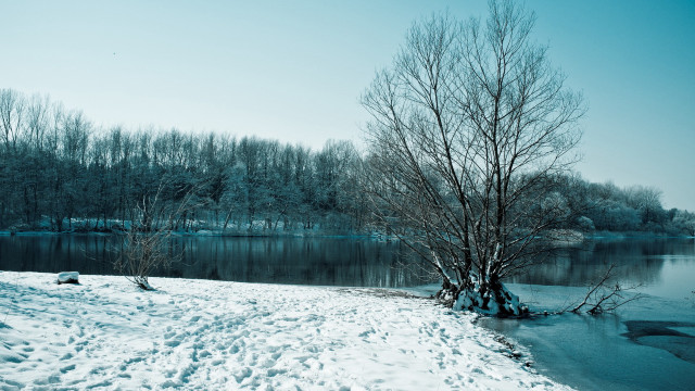 Snowy tree lake winter nature free wallpaper for desktop - medium preview image