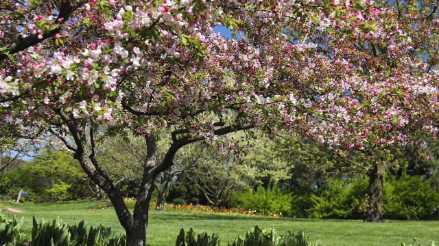 Pink flowered tree park bench free wallpaper for desktop - medium preview image