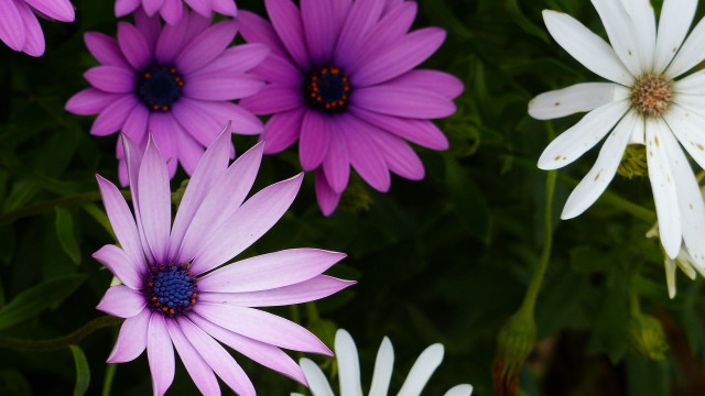 Purple flower garden macro bouquet free wallpaper for desktop - medium preview image