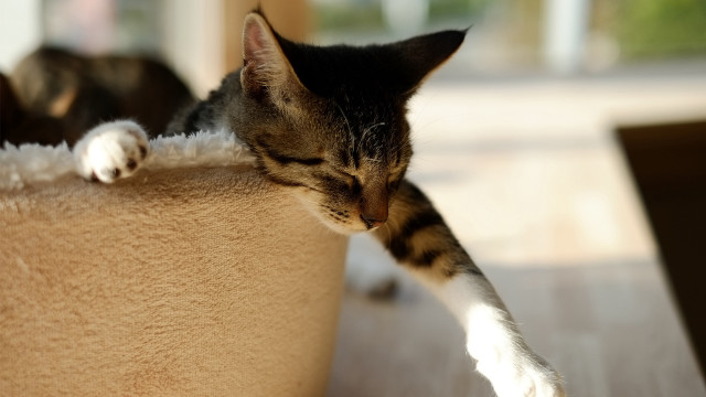 Sleeping cat on bed in free wallpaper for desktop - medium preview image