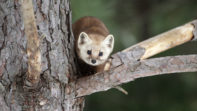 Small animal peeking out branch free wallpaper for desktop - medium preview image