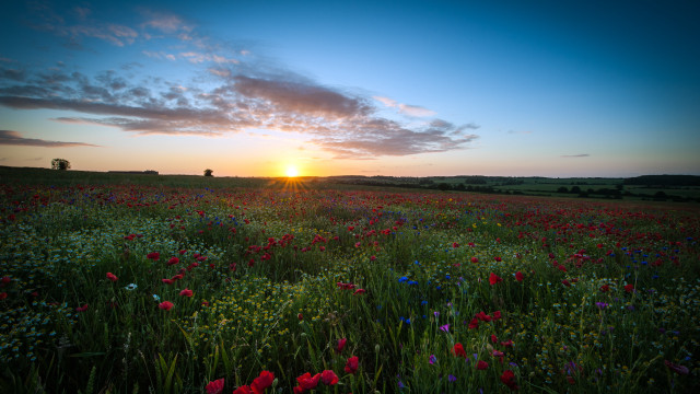 Flower field sunset clouds horizon free wallpaper for desktop - medium preview image