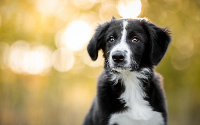 Black white dog bokeh moon free wallpaper for desktop - medium preview image