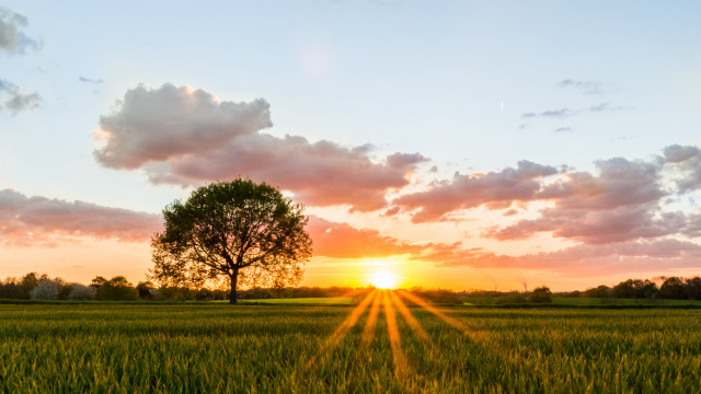 Sunset tree field horizon clouds free wallpaper for desktop - medium preview image