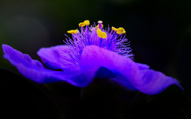 Purple flower yellow stamens macro #3 free wallpaper for desktop - medium preview image