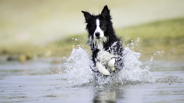Dog running water frisbee outdoors free wallpaper for desktop - medium preview image