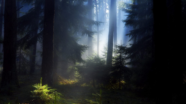 Forest light foggy matte bush free wallpaper for desktop - medium preview image