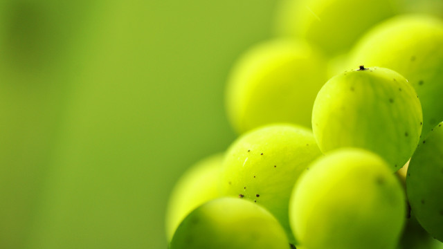 Green grapes hanging stem macro free wallpaper for desktop - medium preview image