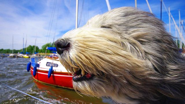 Dog boat water background impressionism free wallpaper for desktop - medium preview image