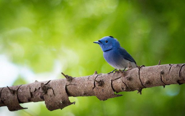 Blue bird branch green leaves #2 free wallpaper for desktop - medium preview image