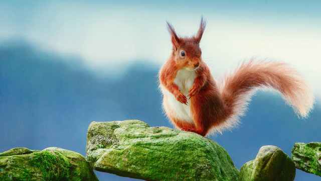Red squirrel green rock moss free wallpaper for desktop - medium preview image