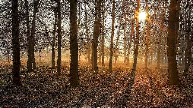 Sunbeam forest trees leaves sunset free wallpaper for desktop - medium preview image