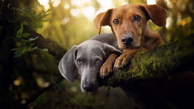 Dog branch outdoor nature blurry free wallpaper for desktop - medium preview image